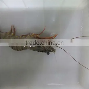 Frozen Pepper Shrimp thumbnail-1