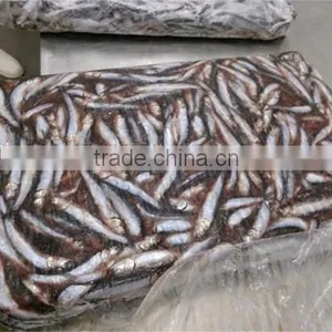 Frozen Whole Round Anchovy for Sale thumbnail-1
