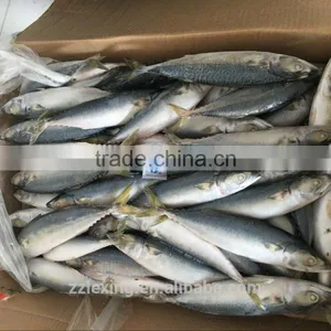 Frozen Fish Pacific Mackerel thumbnail-2