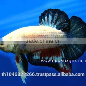 Betta Fish Farm For Sale and Aquarium Fish Exporter thumbnail-5