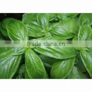 Natrural Eucalyptus Oil thumbnail-4