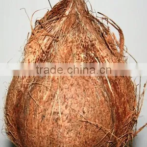 Fresh Semi Husked Coconuts thumbnail-1