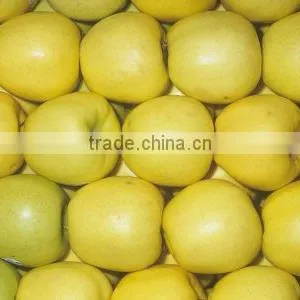 Golden Delicious Crisp Apples From South Africa thumbnail-1