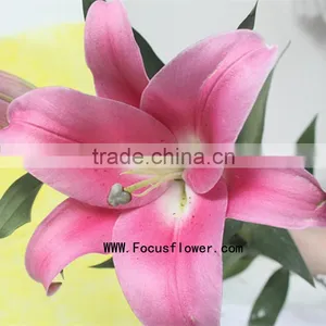 Reasonable Price Spray Lily Natural Flowers With 1.7~3.5KG/Bundle Tiger Lily Silk Flowers Blue Named As Fresh Cut Lily Robina Fr thumbnail-3