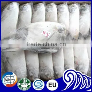 Frozen White Pomfret Fish thumbnail-3
