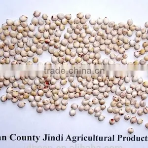 Chinese White Sorghum thumbnail-2