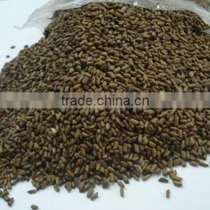 Cassia Tora Seeds thumbnail-2