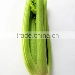 Hot Sale IQF Celery Slice/frozen Celery thumbnail-3