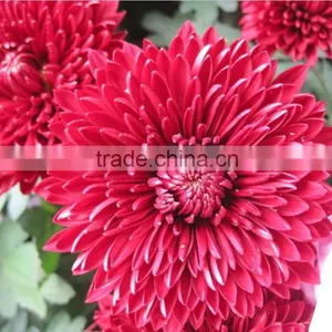 Chrysanthemum Seeds For Gardening Flower Pot Flower Seeds thumbnail-1