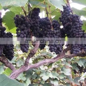 High Quality Newest Big Black Red Grape Seeds for Planting thumbnail-1