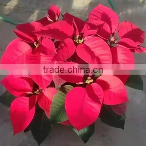 Natural Poinsettia Christmas Flowers Live Plant in Pot thumbnail-1