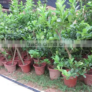 Lemon Tree thumbnail-2