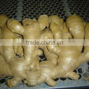 Fresh Mature Ginger thumbnail-4