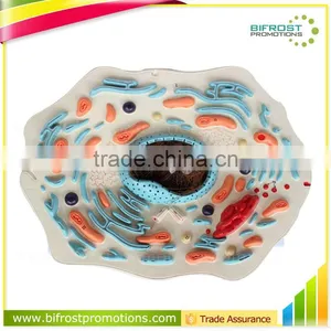 Biological Teaching Aids Plastic Animal Cell Model thumbnail-1
