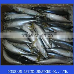 Frozen Mackerel thumbnail-1