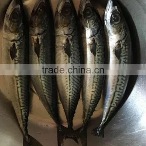 Whole Block Seafrozen Fish Pacific Mackerel and Frozen Fish thumbnail-2
