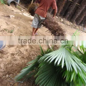 Windmill Palms Loading thumbnail-1