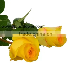 Hot Sale Roses Flowers Ecuador Rose Yellow Crown Rose From Kunming thumbnail-4