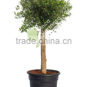 Olive Tree - Olea Europaea "Florida" thumbnail-1