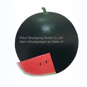 Maria Pure Black Skin Watermelon Hybrid Watermelon Seeds thumbnail-1