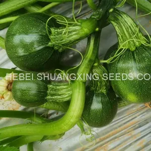 Dark Green Round Shape Hybrid Squash Seeds With Good Package thumbnail-4