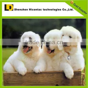 Smallest Long Battery Life Gps Gsm Tracker Monitors for Pets thumbnail-2
