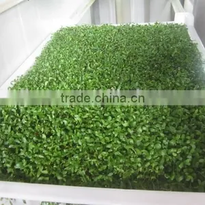 Best Sale Barley Sprouter Machine for Sprouting Barley Sprouts Machine thumbnail-2