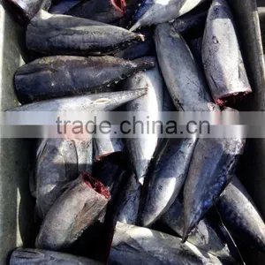 Processing Frozen HGT Bonito Fish thumbnail-3