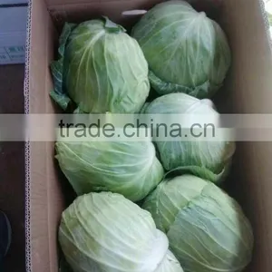 Super Supplier for Cabbage 2014 thumbnail-2