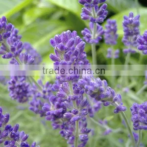 100 Pure Natural Lavande Bulgare Essential Oil thumbnail-1