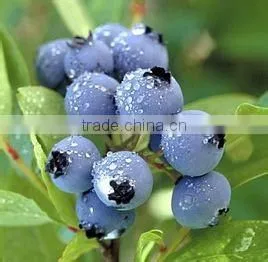 Fruit Fillings/Blueberry Pie Filling or Topping thumbnail-4