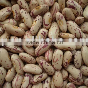 Long Shape Light Speckled Kidney Beans Crop 2014 thumbnail-1