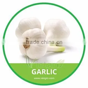 HIGH QUALITY FRESH GARLIC // LY SON GARLIC thumbnail-1