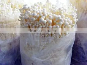Fresh Mushroom/Fresh Enoki for Sale thumbnail-2