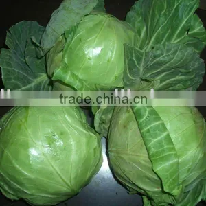 FRESH CHINESE GREEN ROUND CABBAGE thumbnail-1