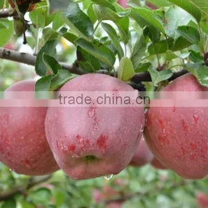 Sweetest Red Color Fresh Fruit Huaniu Apple From China thumbnail-5