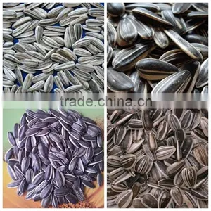 Bulk Organic Sunflower Seeds Confectionery Sunflower Seeds thumbnail-2