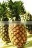 Food Grade Pineapple Powder ISO, GMP, HACCP, KOSHER, HALAL Certificated. thumbnail-2