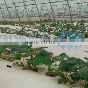 Tunnel Single Span Film Greenhouse thumbnail-2