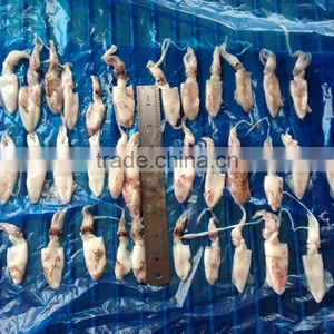 Grade A BQF Baby Squid Loligo Japonica thumbnail-1