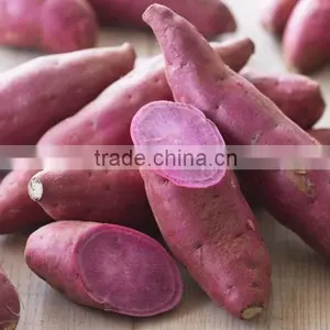 Frozen White Sweet Purple Potato From Vietnam/ Purple Yam thumbnail-3