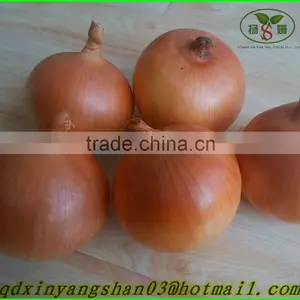 YELLOW ONIONS.(Preferential Booking) thumbnail-1