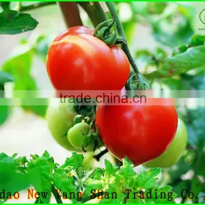 (HOT)TOMATOES/FRESH TOMATOES thumbnail-1