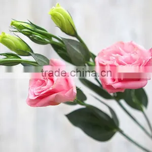 Excellent Quality Best Sell Fresh Cut Colorful Eustomas thumbnail-2