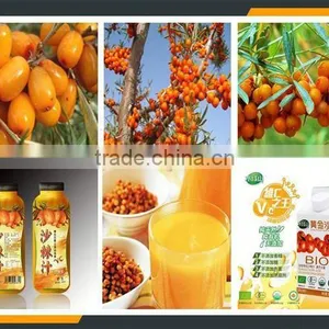 Leader 1-3t/h Sea Buckthorn Fruit Stemmer Machine thumbnail-6