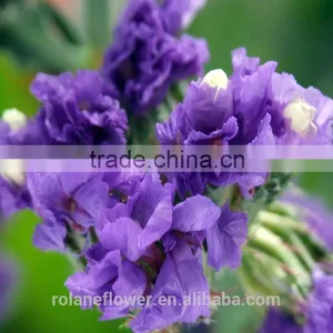 Hot Selling Reasonable Price Purple Myosotis for Favors Wedding thumbnail-3