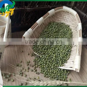 High Quality Organic Green Mung Beans for Sale thumbnail-1