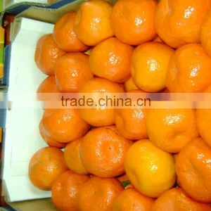 Fresh Orange thumbnail-2