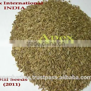 Spice-Dill Seeds /Anthem Graveolens / Suwa thumbnail-1