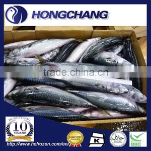 Japanese Mackerel thumbnail-1